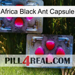 Africa Black Ant Capsule 15